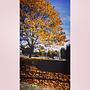 autumn #jesień #polskajesień #pięknajesień #poland #piła #wyspa #park #nature #mothernature #october #orange #red #yellow #green #blue #bluesky #blueskies #clearsky #sunnydays #sunshine #colddays #beautiful #beauty #pretty #nice #follow #followme #tagslik