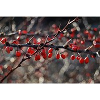 Winter #WinterTime #vibes #bokeh #red #nature #makro #makrophoto #Nikon #NikonPolska