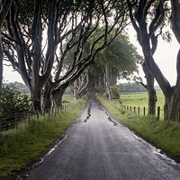 The Dark Hedges | Analogowo