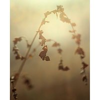 Natura #natute #reflection #abstrakcja #abstraction #nostalgia #nostalgic #neverstopexploring #autumn #jesień #jesienne #jesiennie #wschodslonca #sunrise #podsłonce #underthesun #grass #flower #kwiatek