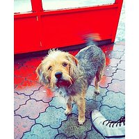 Goodmorning #dog #hund #pet #animal #polishdog #instadog #instapet #instaanimal #iloveanimals #kundelek #słodziak #sweet #polishgirls #boots #pks #busstop #winter #goodday #rainy #rainyday #cold #red #likeforlike #follow #followme