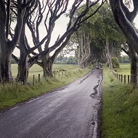 The Dark Hedges | Analogowo