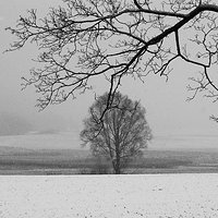 Warmia @kochamy.warmie #warmia #drzewa #nikonphotography #samsung #poland #natural #naturalbeauty #nikon #warmia #warmia_fotograficznie #winter #blackandwhite #monochrome #black #nikonphotography #nikond7100 #nikon_photography #natural.