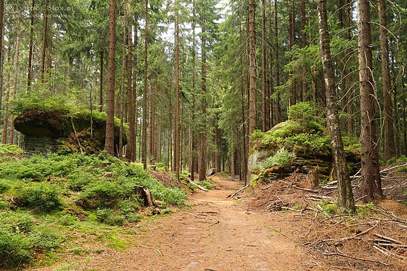 Skalne Grzyby w Górach Stołowych