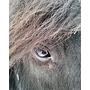 horse #horses #eye #beauty #magic #animal #happiness #village #polishvillage #freetime