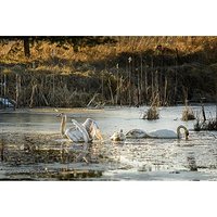 Łabędź niemy 
#łabędź #niemy #swan #swans #łabędzie #skrawkipuszczy #puszczasandomierska #podleszany #mielec #light #sun #słońce #zima #winter #śnieg #snow #lake #lago #jezioro #staw #ptak #ptaki #bird #birds #woods #las #forest #water #aqua #woda