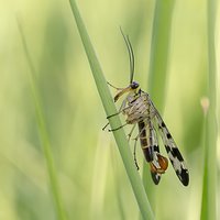 Poczekała | Wojsiłka pospolita