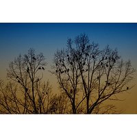 Natura #nature #drzewo #tree #bird #birds #ptak #ptaki #zachod #zachodsłonca #sunset #winter #zima #abstrakcja #abstraction #nostalgia #nostalgic  #abstract