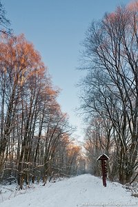 In the winter forest