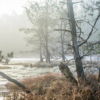 Poranek na Bagnach | rez. Bagno Przecławskie | Przecław Koło Mielca.