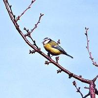 Sikorki też lubią pączki