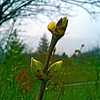 Pączki #wiosna #zieleń #buds #spring #green #wrocław #wroclove #kochamwroclaw #ilovewroclaw #igerswroclaw