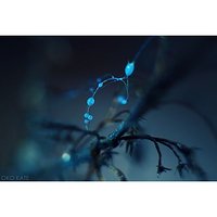 Natura #nature #reflection #abstrakcja #abstraction #nostalgia #nostalgic #drop #drops #krople #blue #blues #flower #kwiatek #bokeh