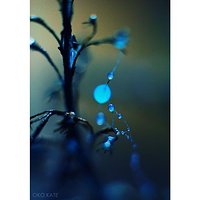 Natura #nature #reflection #abstrakcja #abstraction #nostalgia #nostalgic #drop #drops #krople #blue #blues #flower #kwiatek #bokeh