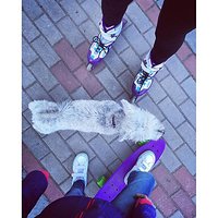 ☀️ #sport #fototechnik #family #dog #polishgirls #girls #rolki #deska #weekend #sznaucer #sznaucerminiaturka #niedziela #vsco #iphone6s #iphonesia