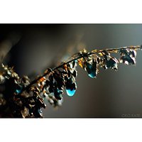 Natura #nature #reflection #abstrakcja #abstraction #nostalgia #nostalgic #drop #drops #krople #blue #blues #flower #kwiatek #bokeh