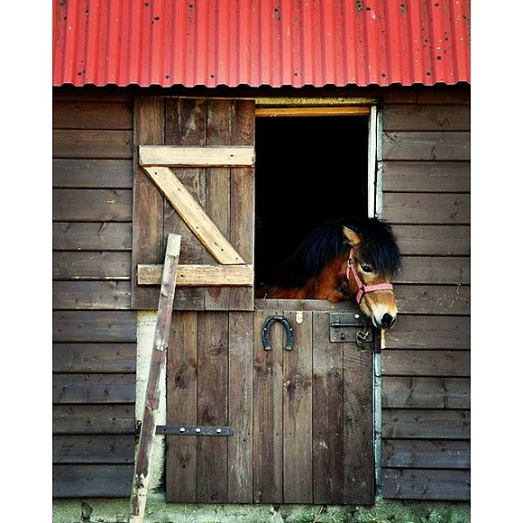 Ramleje #agroturystykausochy #pony #countryside