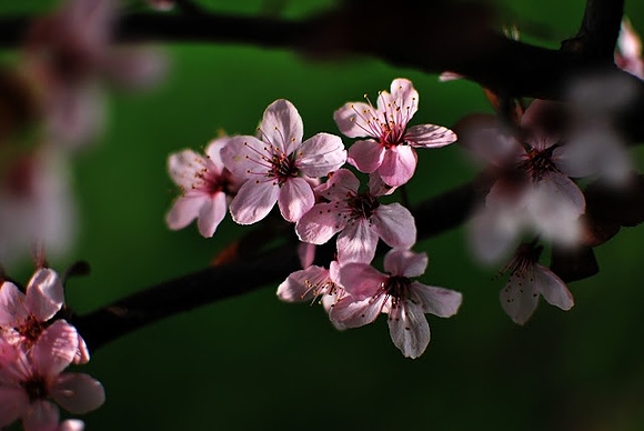 Flowering trees