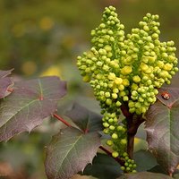 Kwitnąca mahonia pospolita