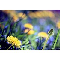 Natura #nature #reflection #abstrakcja #abstraction #nostalgia #nostalgic #neverstopexploring #spring #wiosna #wiosnawwarszawie #wiosennie #mlecz #sowthistle #podsłonce #underthesun #grass #flower #kwiatek #kwiaty #flowers #bokeh #bokehful