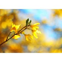 Natura #nature #reflection #abstrakcja #abstraction #nostalgia #nostalgic #neverstopexploring #spring #wiosna #wiosnawwarszawie #wiosennie #mlecz #sowthistle #podsłonce #underthesun #grass #flower #kwiatek #kwiaty #flowers #bokeh #bokehful #yellow #yellow