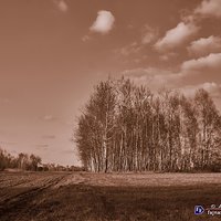 Sepia, a zdjęcia przyrody