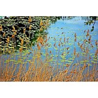 Badylki #grass #trawy #woda# #water #jezioro #lake #natura #nature #reflection #abstrakcja #abstraction #nostalgia #nostalgic #neverstopexploring #spring #wiosna #wiosnawwarszawie #wiosennie #naturephotography #nenuphar #nenufar #jeziorkogoclawskie