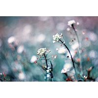 Natura #nature #reflection #abstrakcja #abstraction #nostalgia #nostalgic #neverstopexploring #spring #wiosna #wiosnawwarszawie #wiosennie #mlecz #sowthistle #podsłonce #underthesun #grass #flower #kwiatek #kwiaty #flowers #bokeh #bokehful #whiteflowers