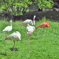 Zoo #park #flamingi #flamingos #weekend #saturday #freetime #relax #sunny