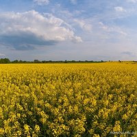 Field of rapeseed #2