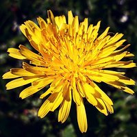 Hellospring #spring #sunnyday #freeday #walk #park #wroclaw #wroclove #littlesun #flowersofinstagram #flowerpower #sunny #flower #dandelion #yellow #flowercollection