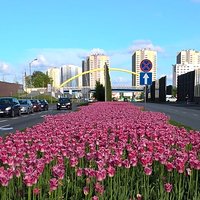 Katowice #śląskie #Kato #love #City #spring #colors #tulips #pink #flowers #weekend #freetime #nospr