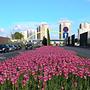 katowice #śląskie #kato #love #city #spring #colors #tulips #pink #flowers #weekend #freetime #nospr