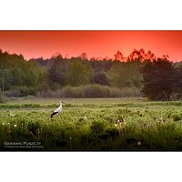 Bociani spacer
*************************
#zachódsłońca #zachód #bocian #stork #tramonto #sunset #fireinthesky #płonie #ogień #łąka #laka #foresto #forest #nikon #nikontop #las #puszczasandomierska #puszcza #woods #bloodysunset