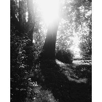 Plant #plants #depthoffield #dreamy #stilllife #nature #fineartphotography #rsa_nature #warsaw #warszawa #abstrakt #abstrakcja #abstractart #artystycznapodroz #wschodslonca #sunrise #podsłonce #underthesun  #blackandwhite #trees #drzewa #bnw