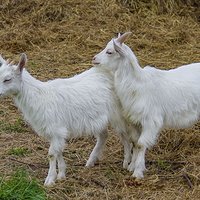 Kozi tata i jego pociechy