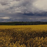 Warmia #kochamy_warmie #poland #Polska #natura #rzepak #kochamy_warmie #pole #chmury #wieś #niebo #warmia_fotograficznie #naturalbeauty #natural #naturallove @kochamy.warmie #wilczkowo #nikon #nikonphotography #nikon_photography #samsung #nikon #poranekwo