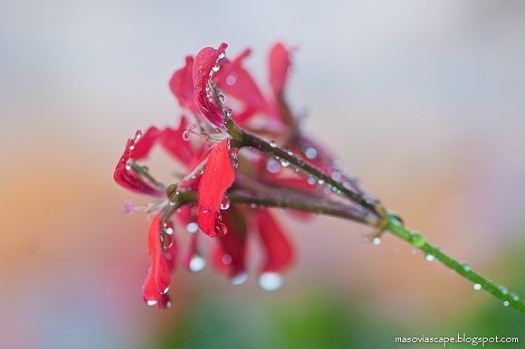 Spring in my garden #1