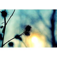 Natura #nature #reflection #abstrakcja #abstraction #nostalgia #nostalgic #neverstopexploring #spring #wiosna #wiosnawwarszawie #wiosennie #wschodslonca #sunrise #podsłonce #underthesun #grass #flower #kwiatek #kwiaty #flowers #bokeh #bokehful #badylki