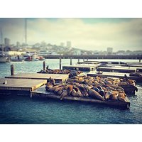 W US&A pewnie mówią: wieje jak w San Francisco! #sanfrancisco #sealion #bay #sea #hiking #usa #westcoast #windyday