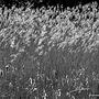 trzciny tańczace na wietrze   reed flower fluttering in the wind