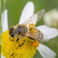 Rumiankowa pszczoła