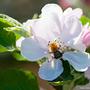 there was a time when apple trees were blooming