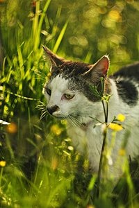 Kocie życie w maju