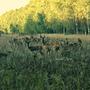 Speckled Fawn