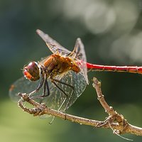 Niespodzianka na wiciokrzewie | Szablak krwisty