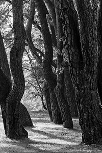 Tańczące sosny / Dancing pines