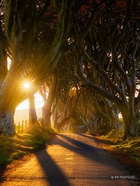 The Dark Hedges