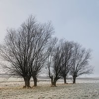 Mgła, szadź i wierzby