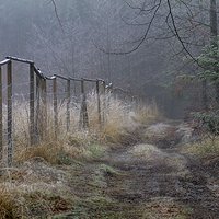 Szadź, mgła i mroźny poranek w lesie